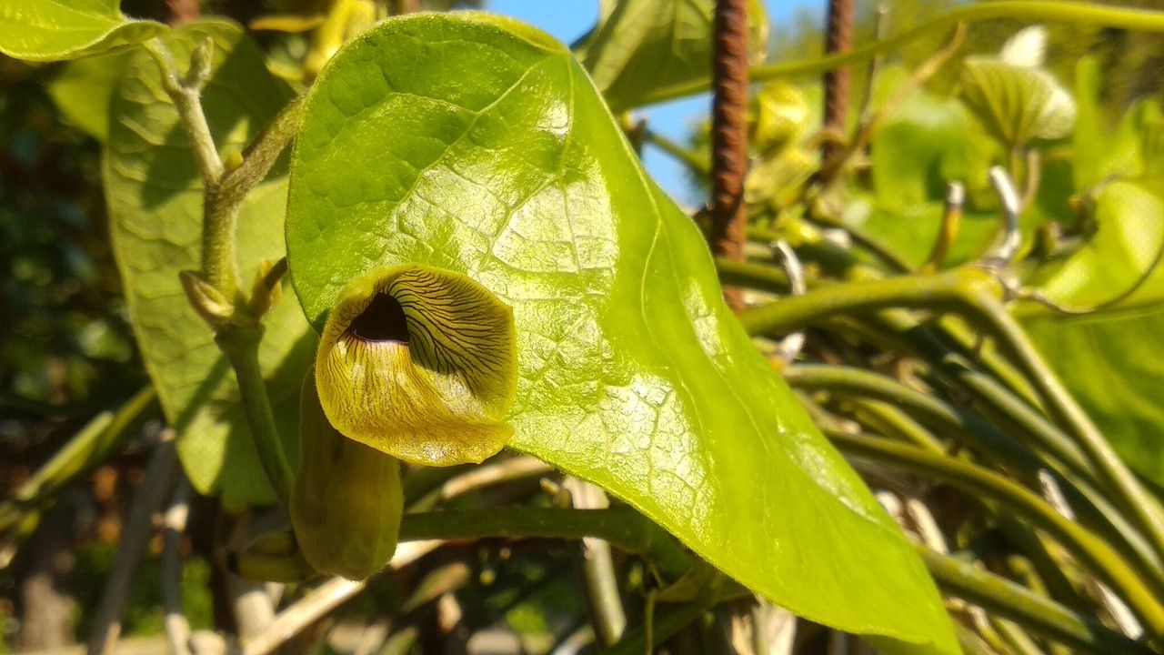 Aristolochia kaempferi flower