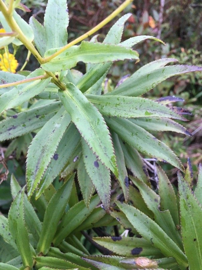 Faujasia salicifolia — houseplant care guide