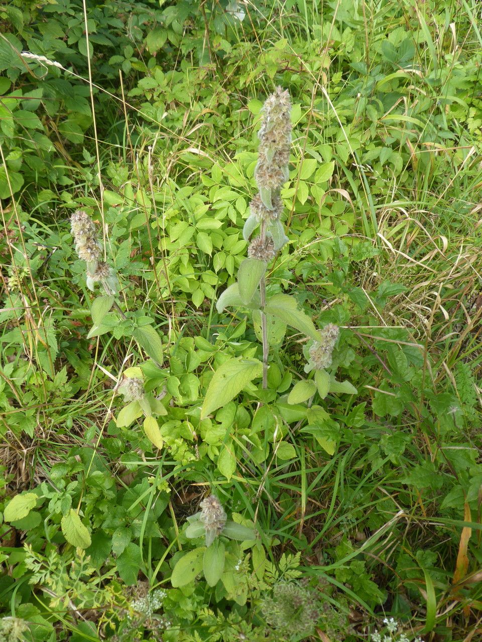 Stachys germanica fruit