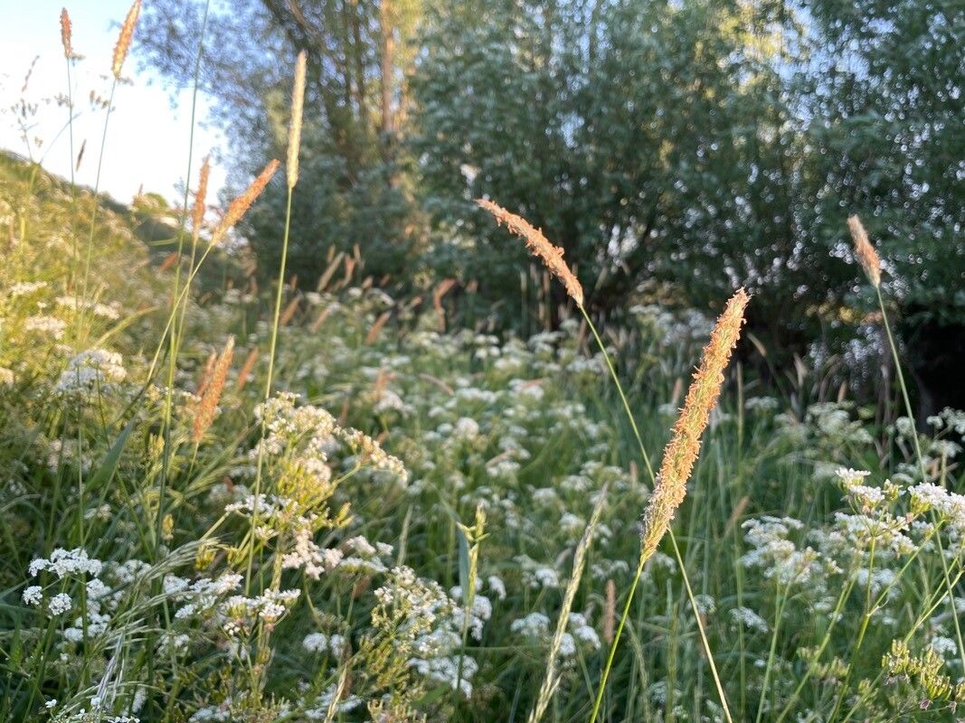Alopecurus pratensis fruit