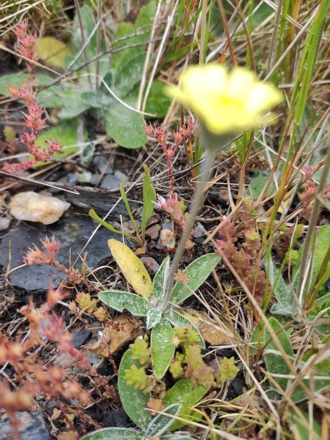 Pilosella galiciana — search result for 'Pilosella'