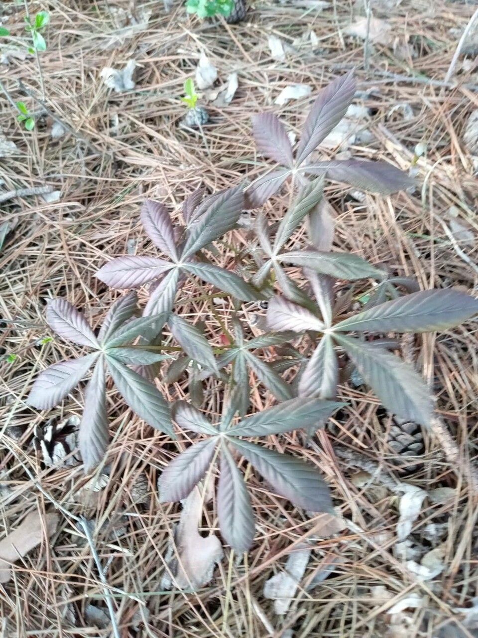 Parthenocissus heptaphylla
