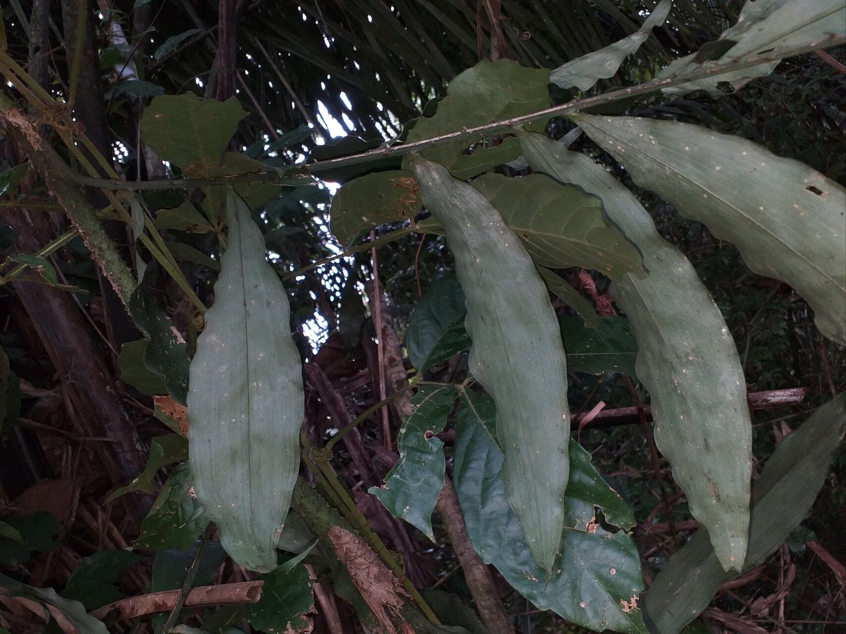 Desmoncus mitis — related species from the same genus