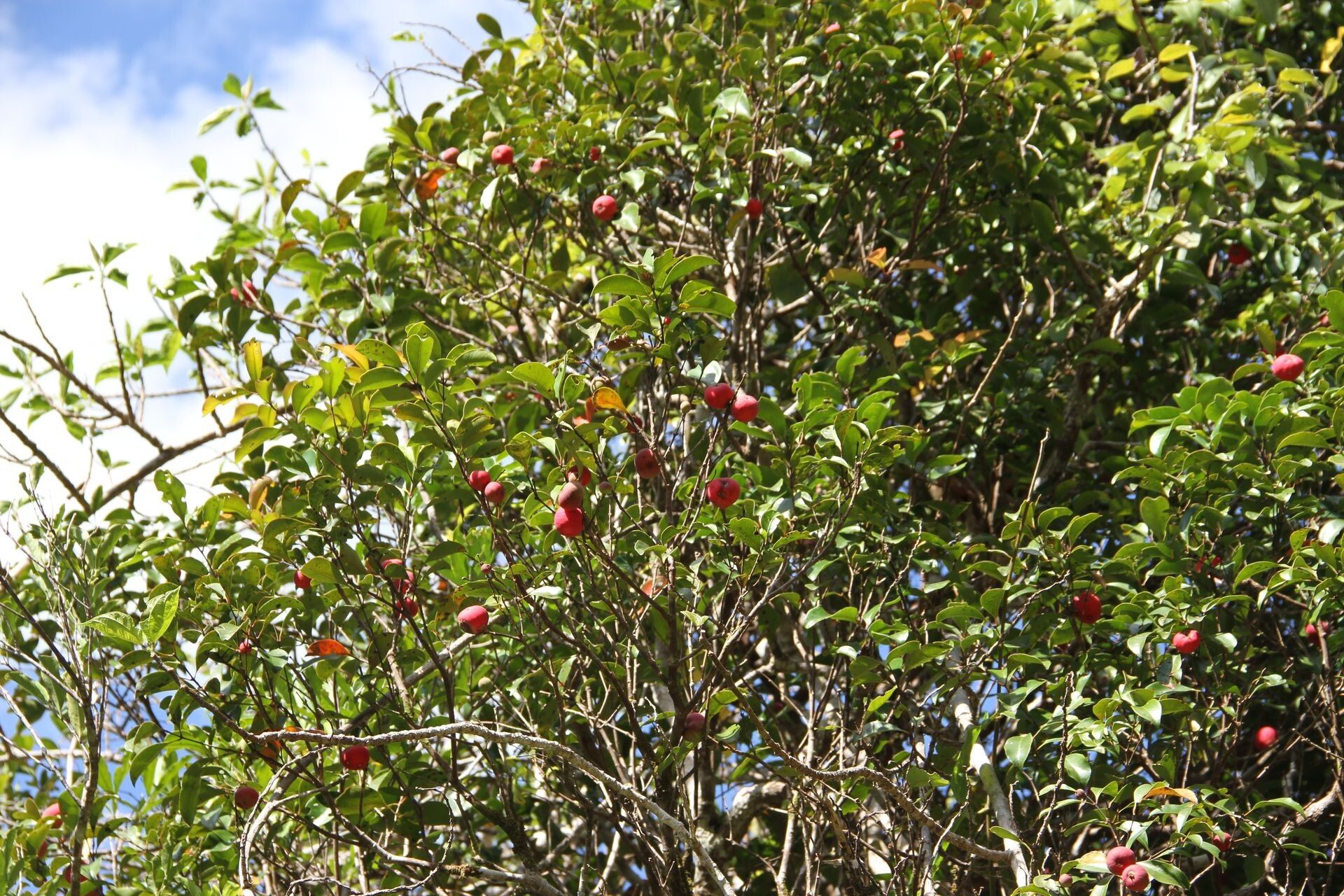 Syzygium vieillardii habit