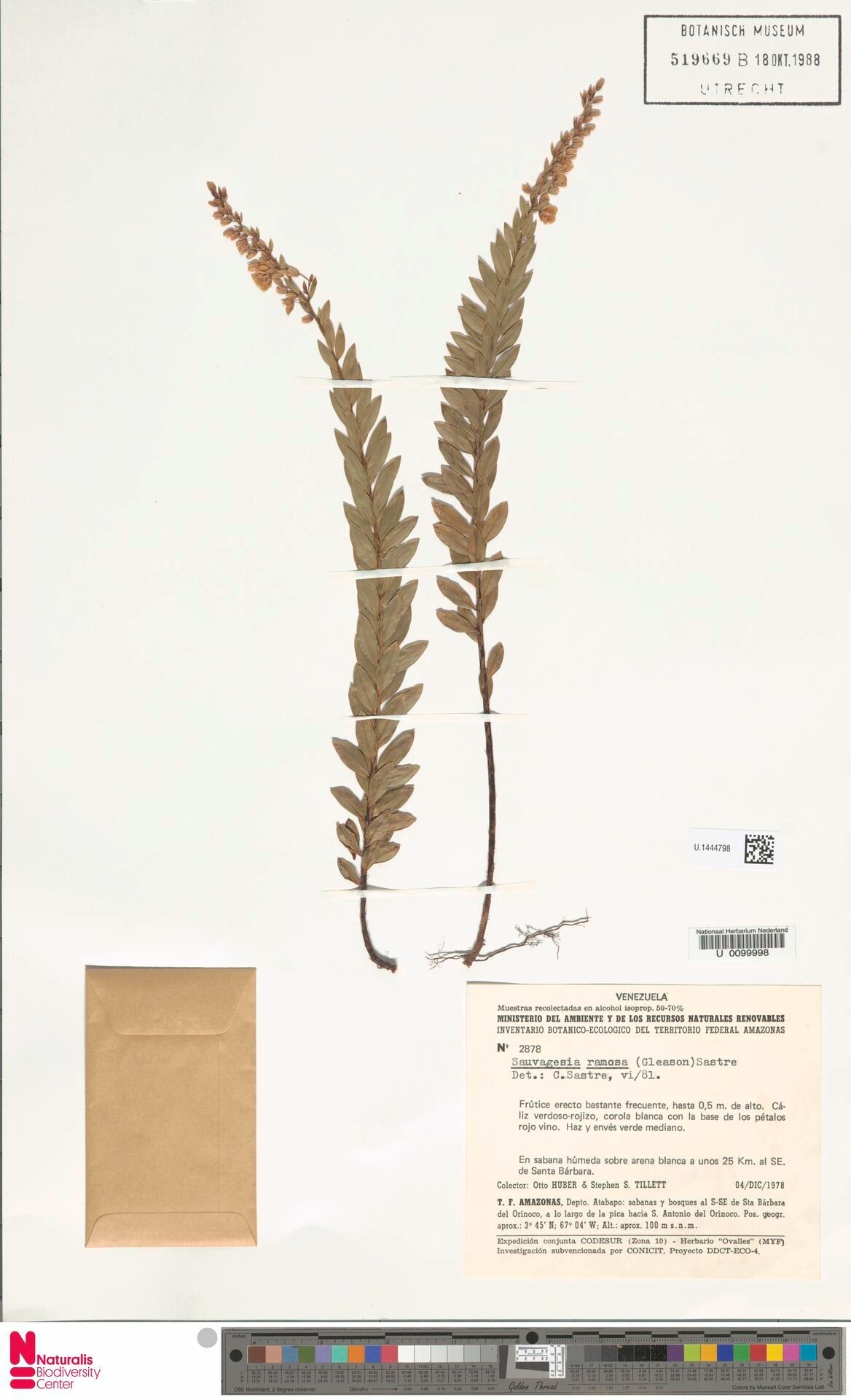 Sauvagesia ramosa — related species from the same genus