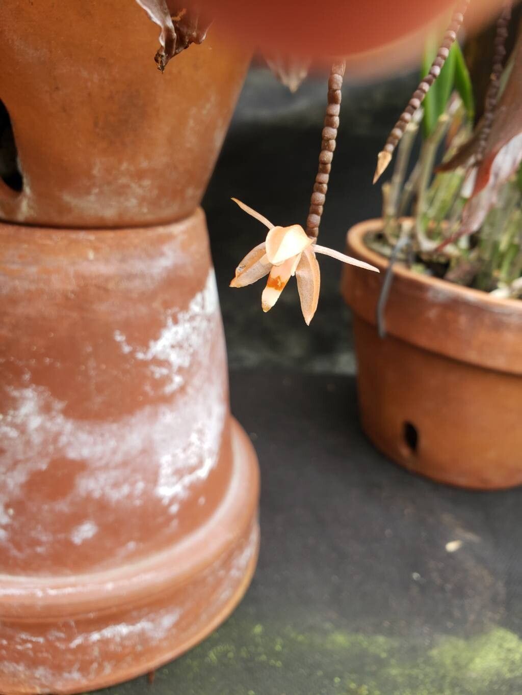 Coelogyne incrassata flower
