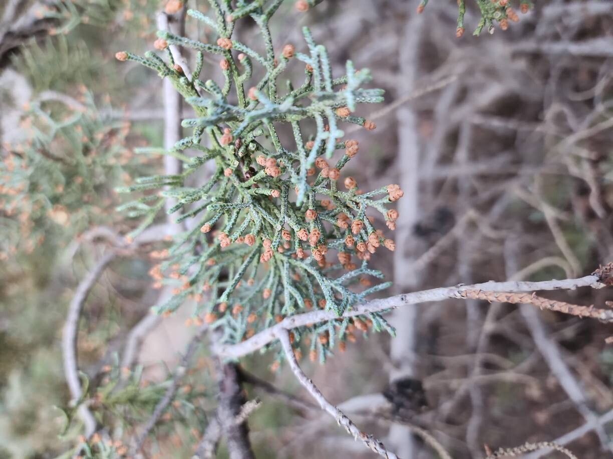 Cupressus atlantica flower