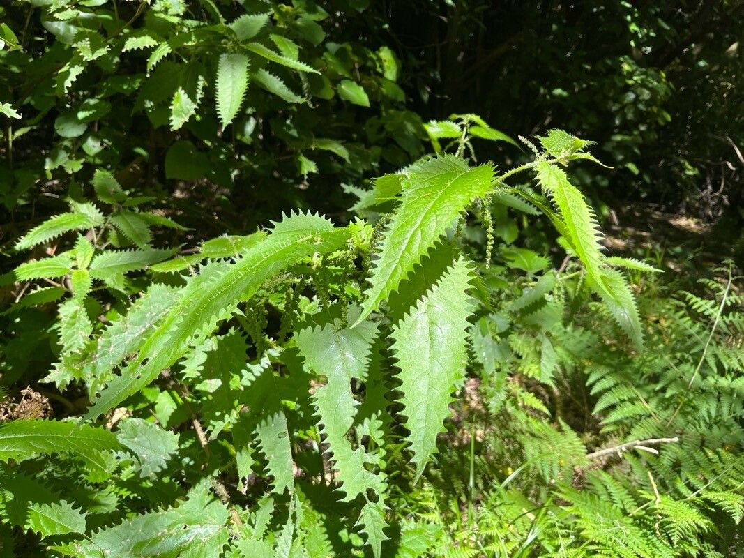 Urtica ferox — search result for 'Urtica'