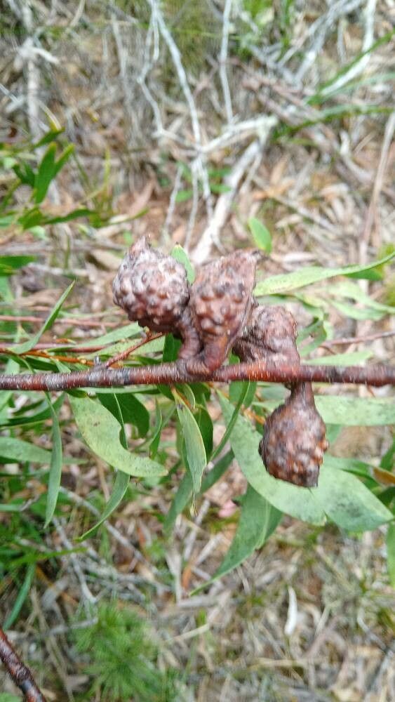 Hakea eriantha fruit