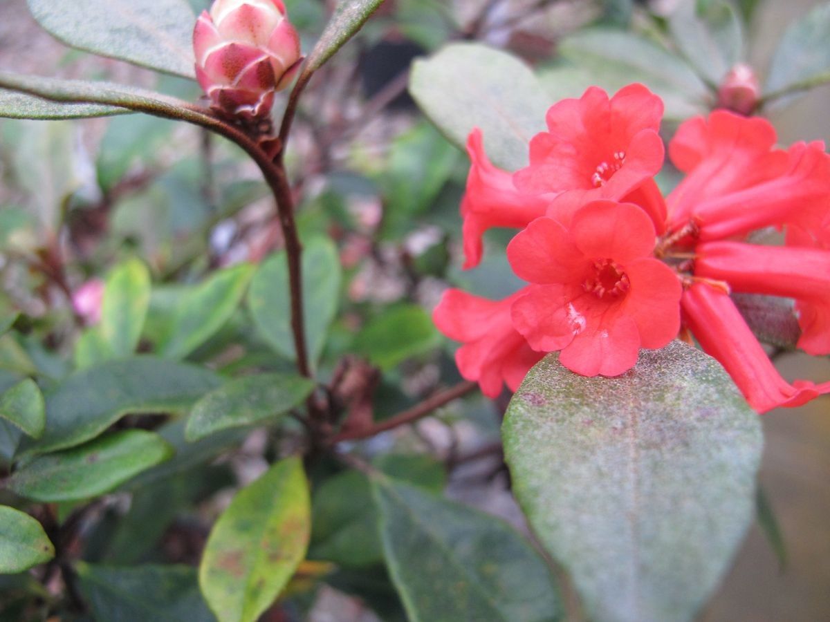 Rhododendron apoanum flower
