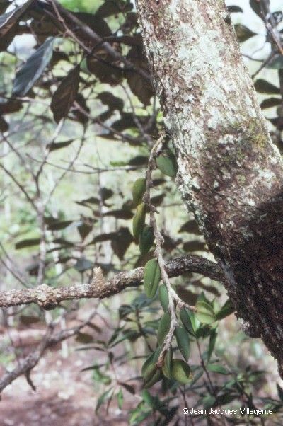 Bulbophyllum hexarhopalon fruit