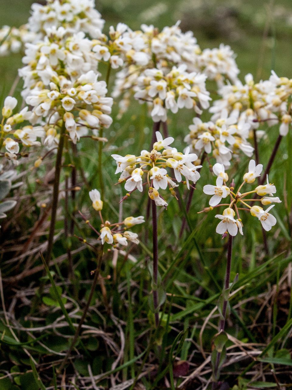 Thlaspi ochroleucum habit