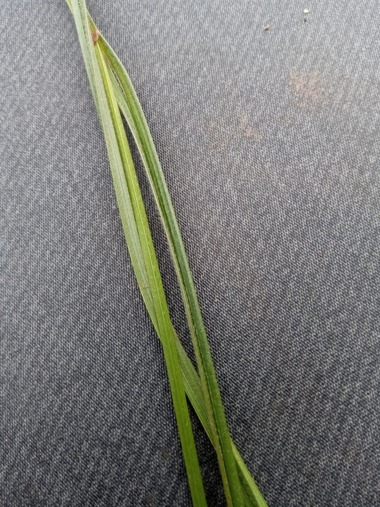 Scleria melanomphala leaf