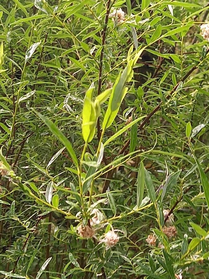 Salix rosmarinifolia flower