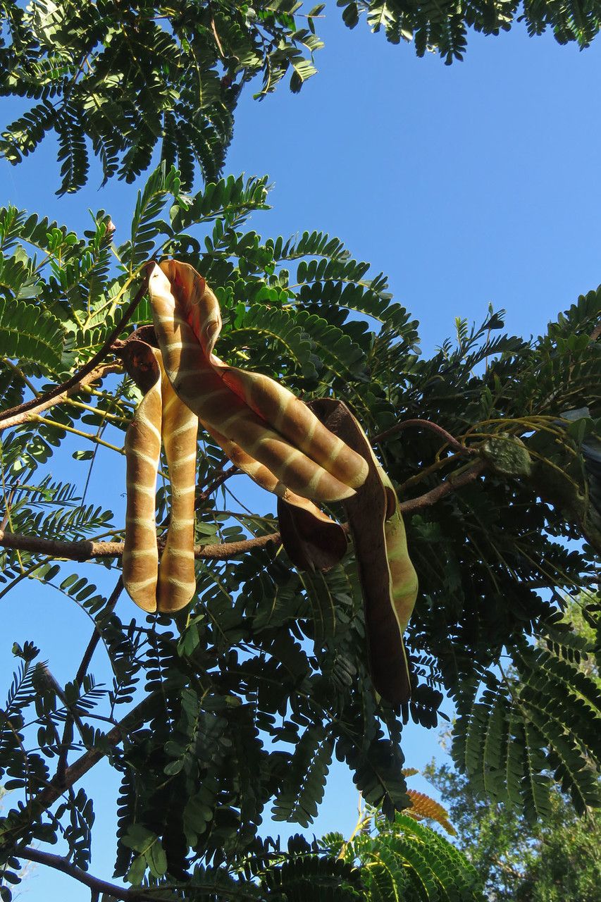 Acacia muricata — search result for 'Acacia'