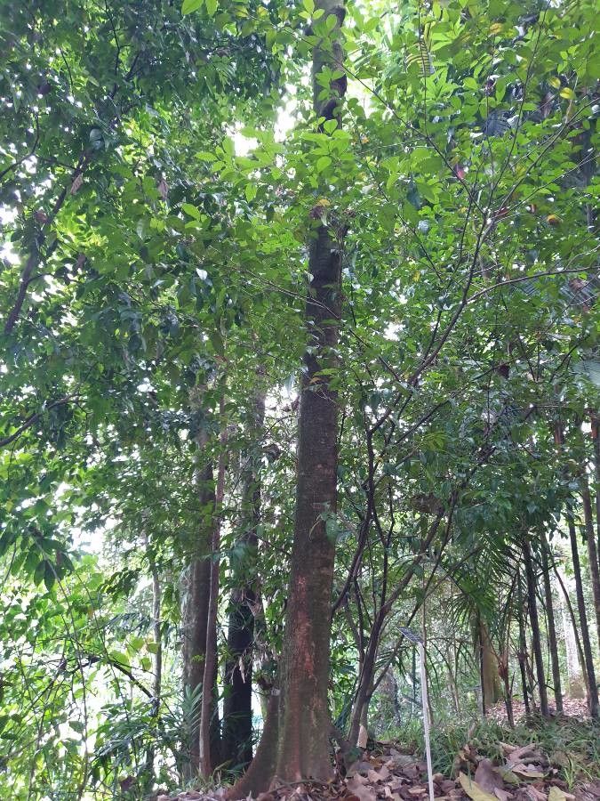 Koompassia malaccensis bark