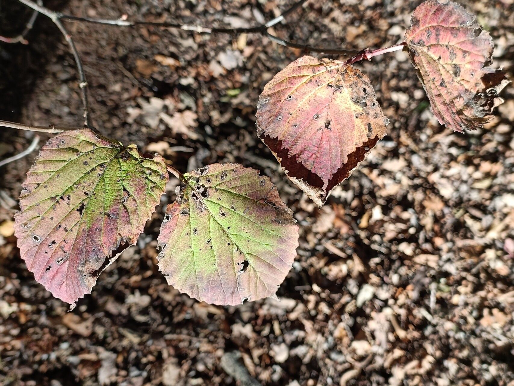 Viburnum phlebotrichum — search result for 'Viburnum'