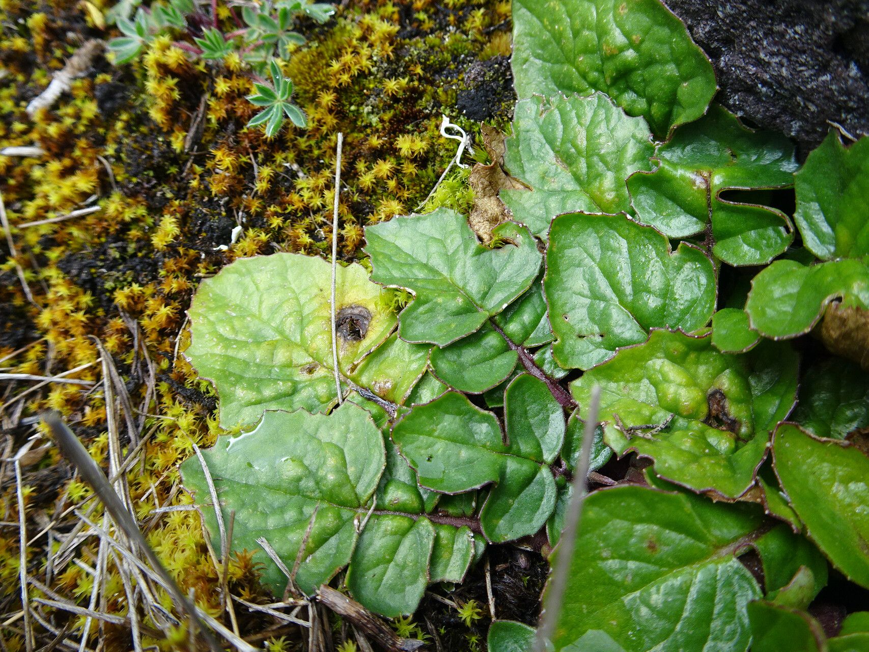 Senecio condimentarius — houseplant care guide