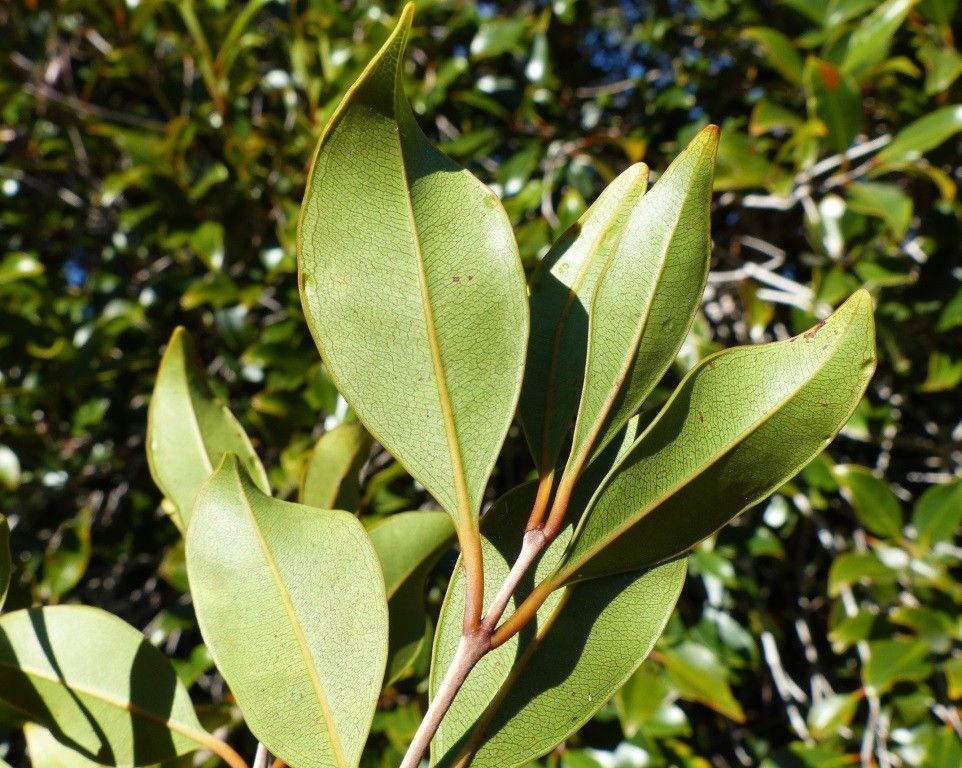 Syzygium pterocalyx — houseplant care guide