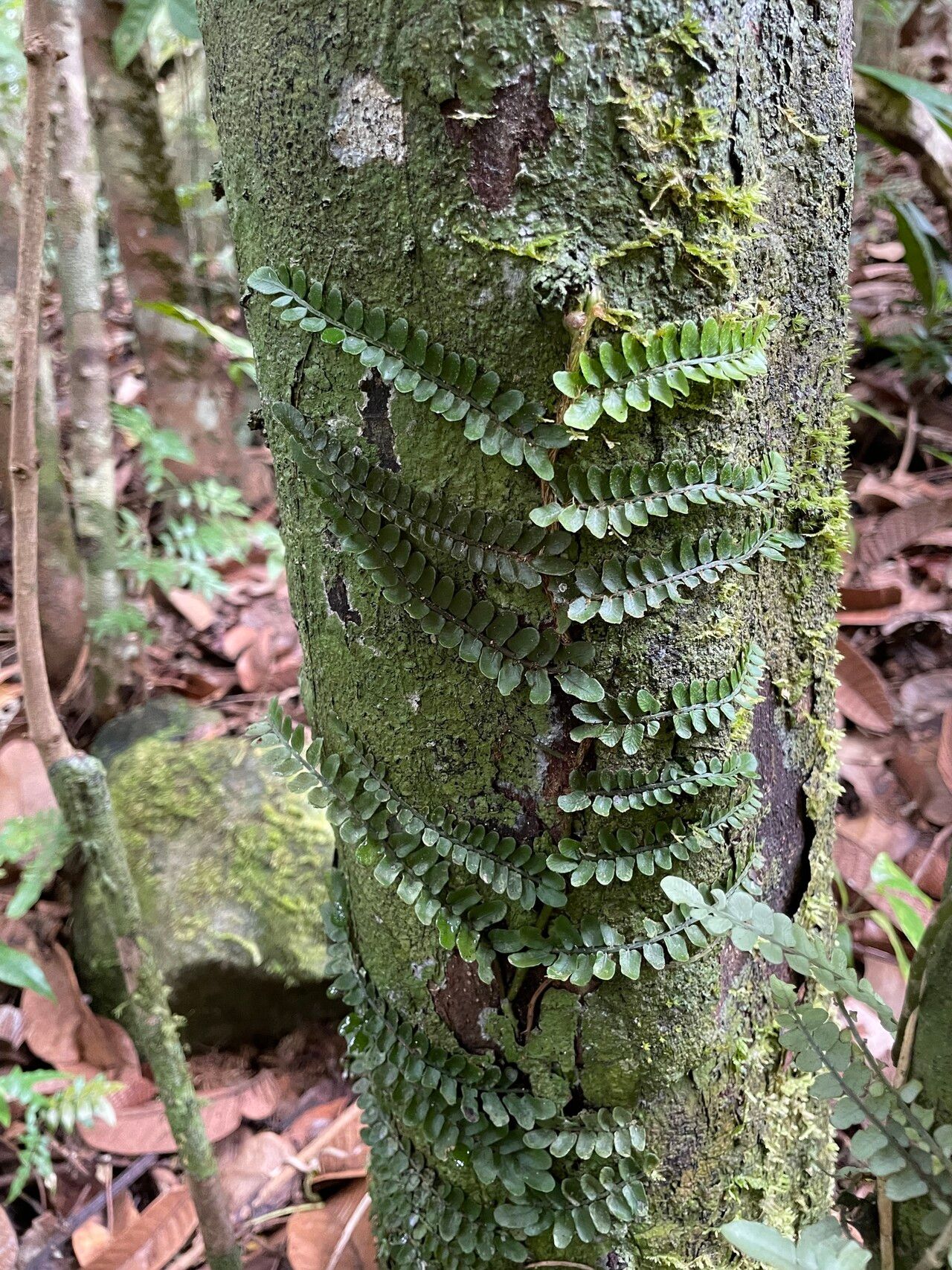 Lomariopsis commersonii — related species from the same genus