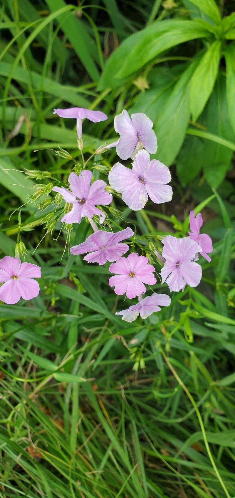 Phlox glaberrima — search result for 'Phlox'