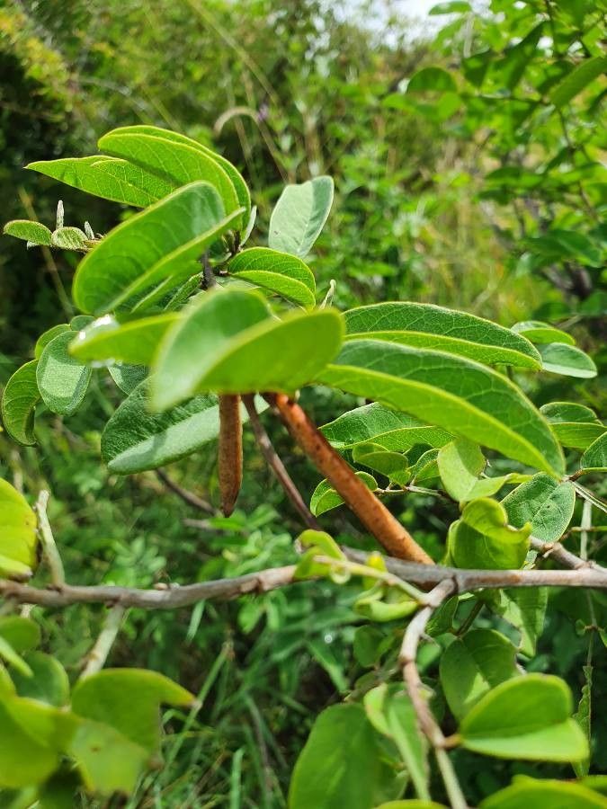 Indigofera binderi fruit