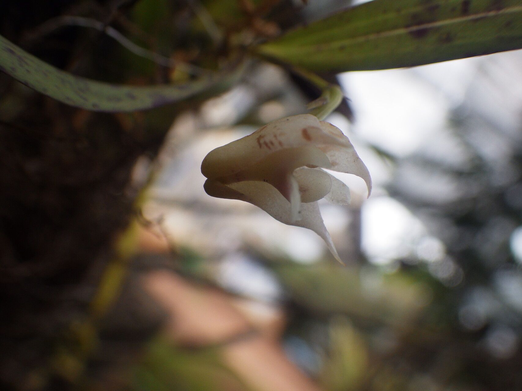 Polystachya albescens — related species from the same genus