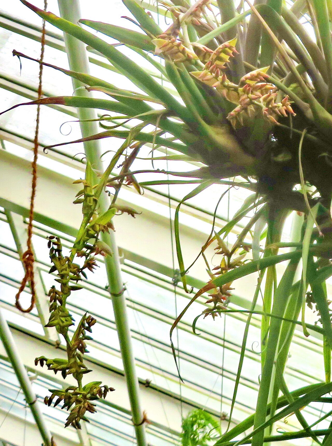 Racinaea tetrantha flower