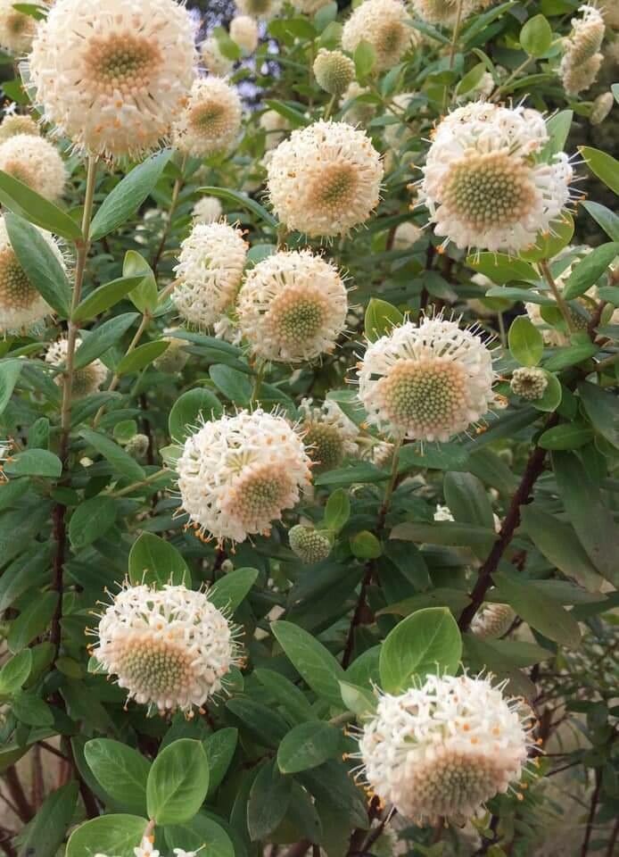 Pimelea ligustrina — search result for 'Thymelaeaceae'