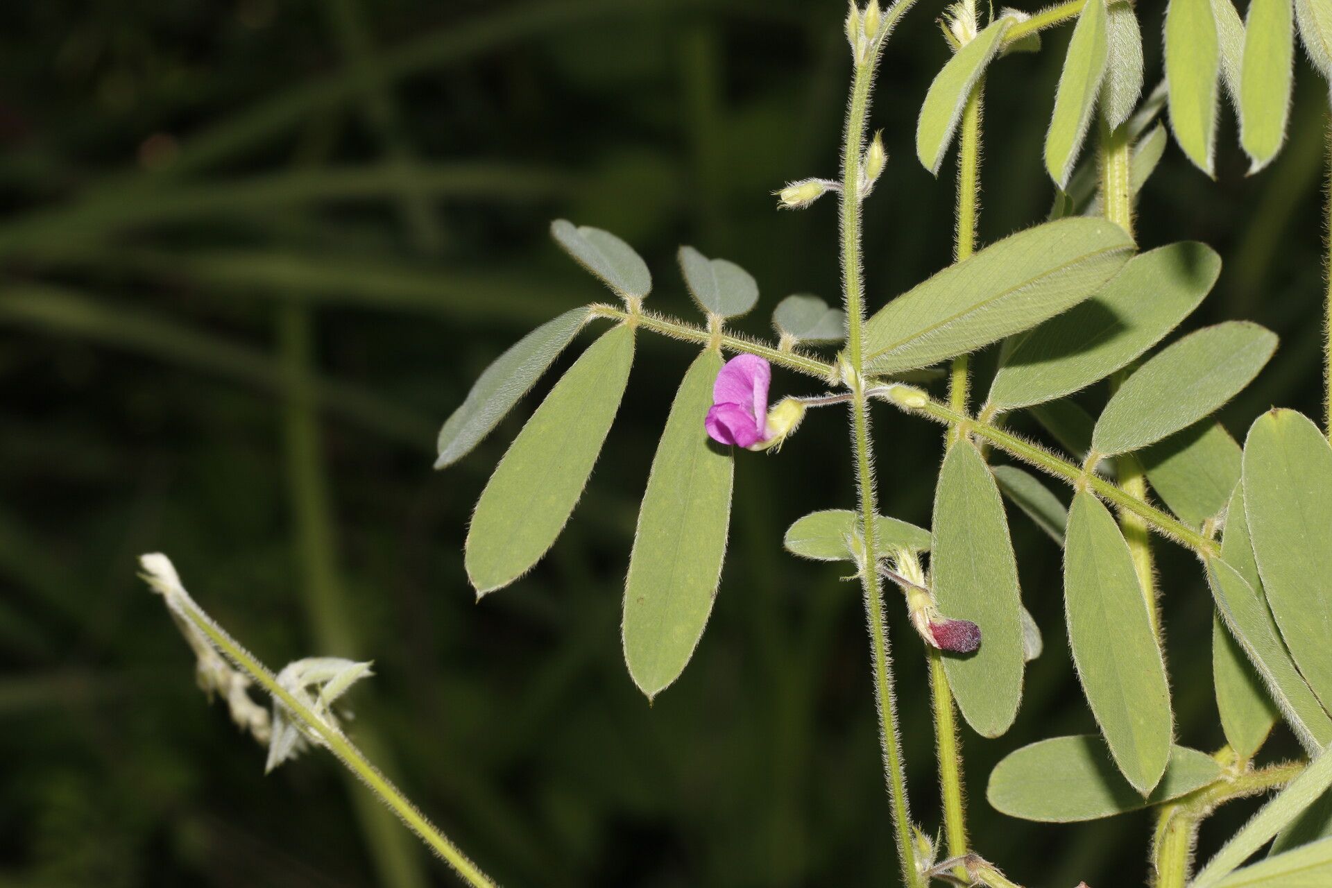 Tephrosia vicioides flower