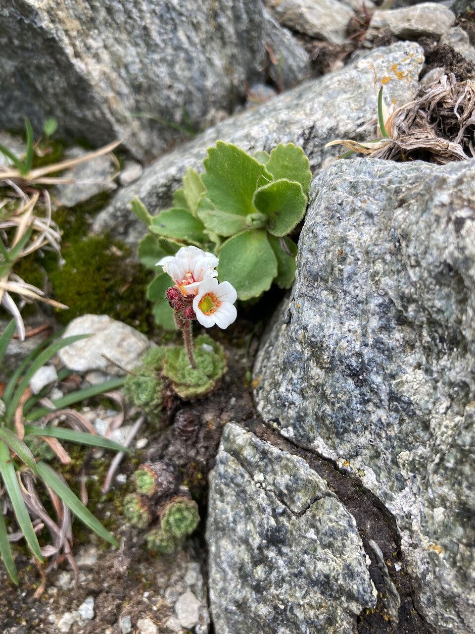 Saxifraga iratiana habit