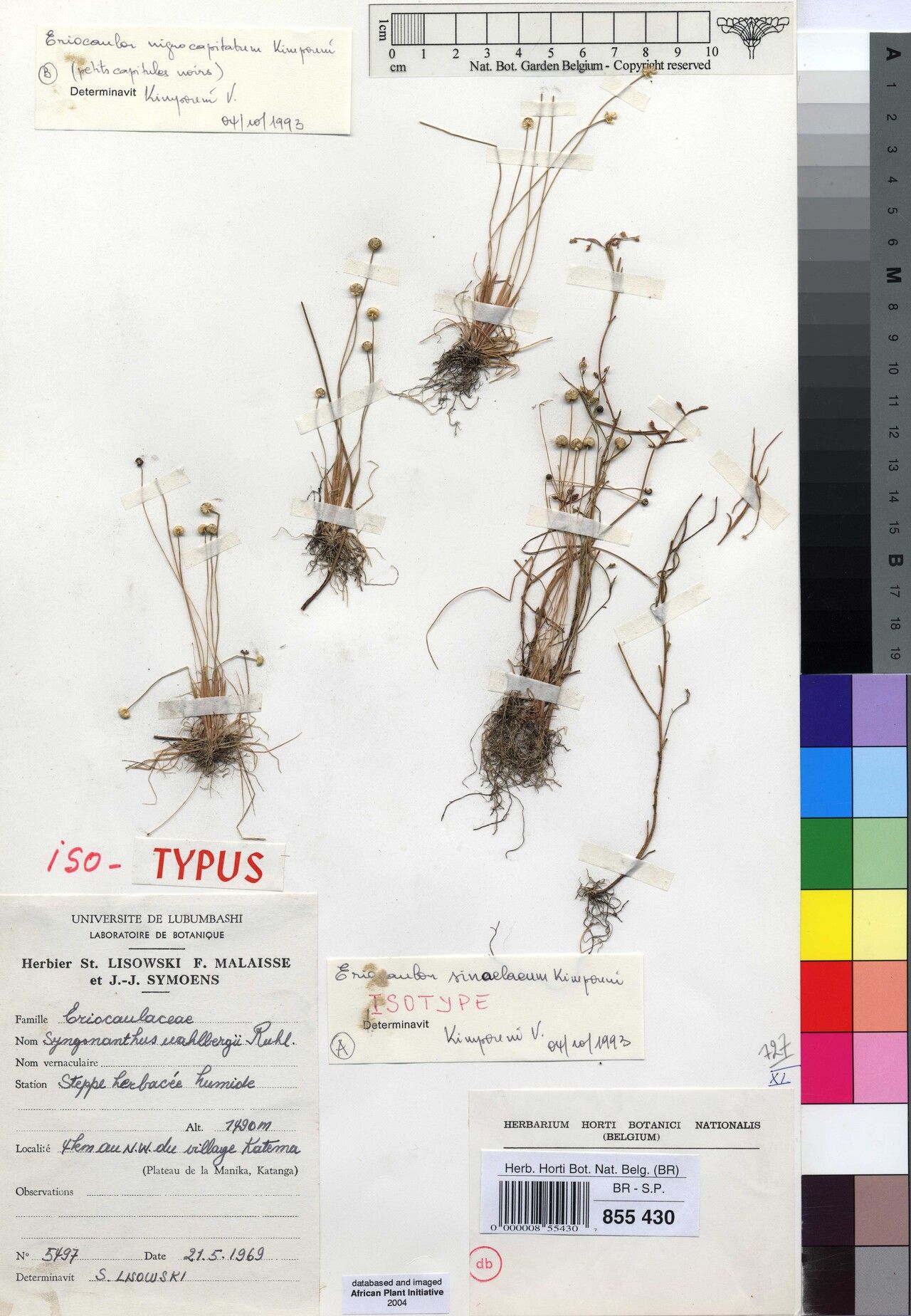 Eriocaulon sinealaeum — houseplant care guide