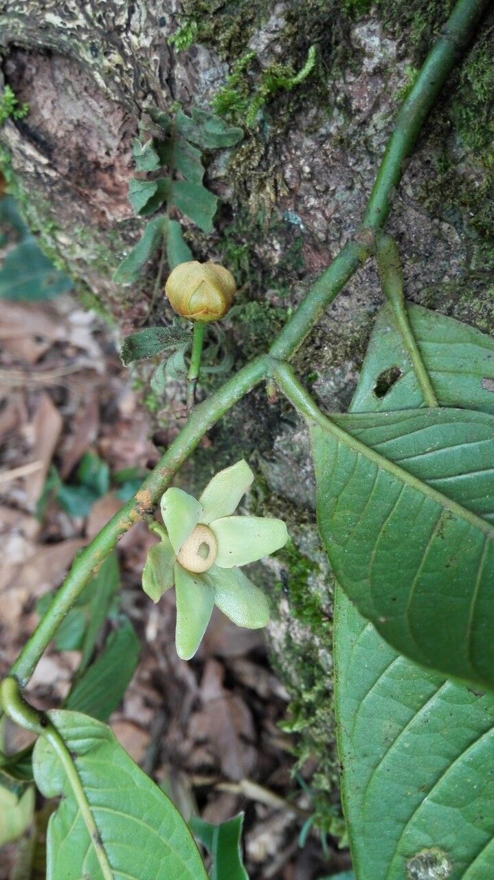 Guatteria amplifolia flower