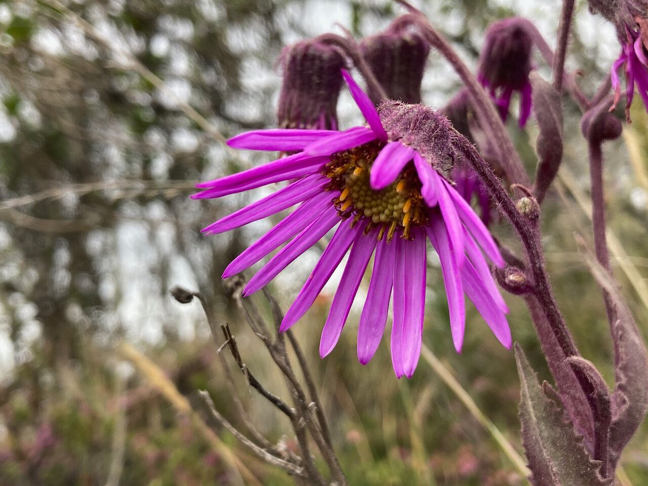 Senecio wedglacialis flower
