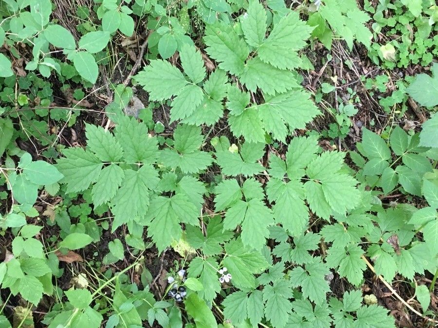 Actaea rubra — search result for 'Actaea'