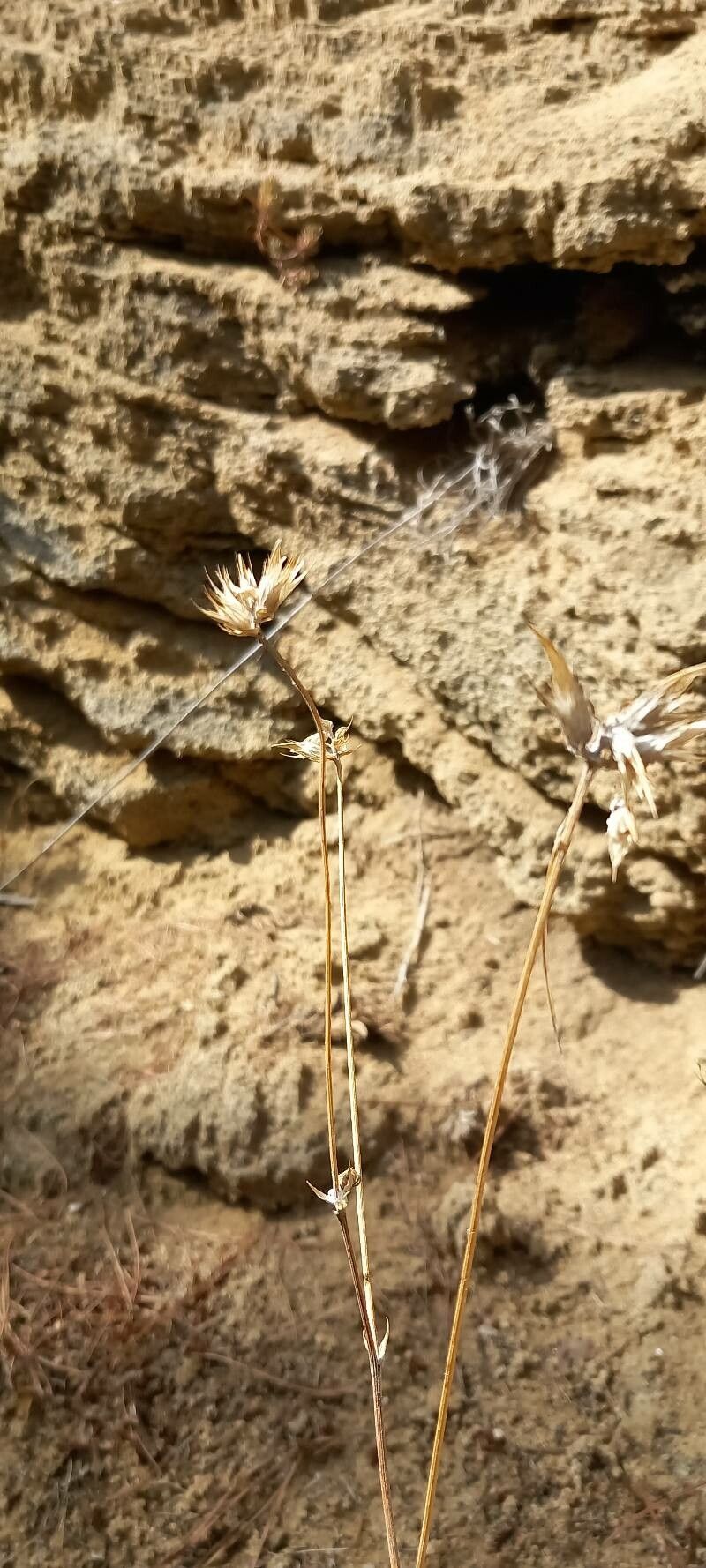 Bupleurum baldense fruit