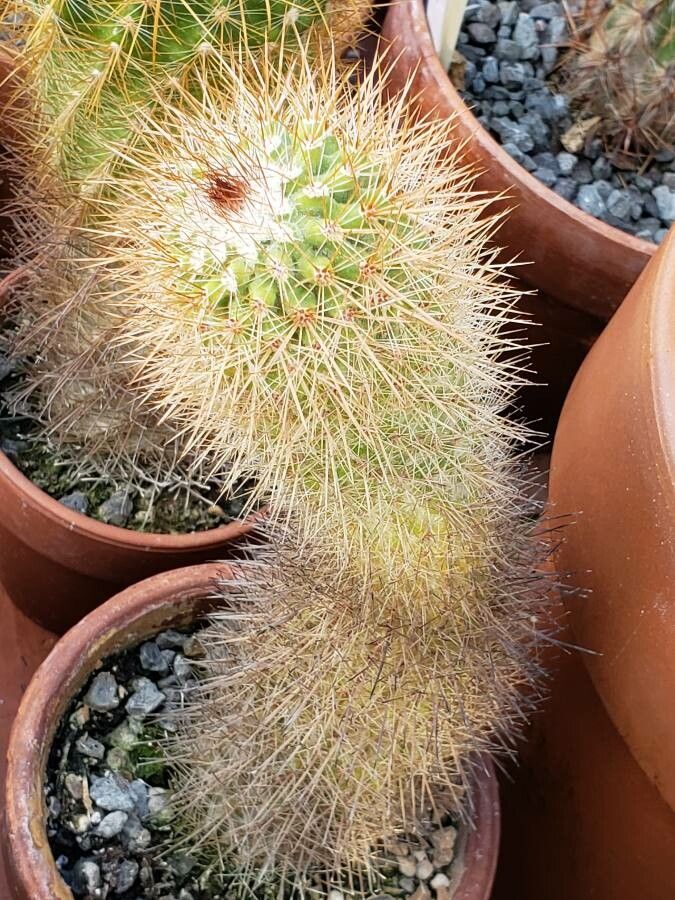 Parodia stuemeri habit