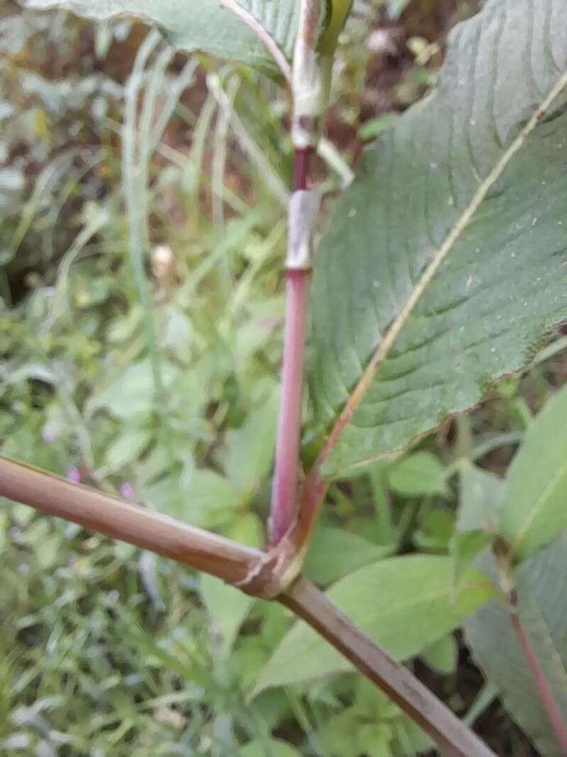 Koenigia campanulata bark