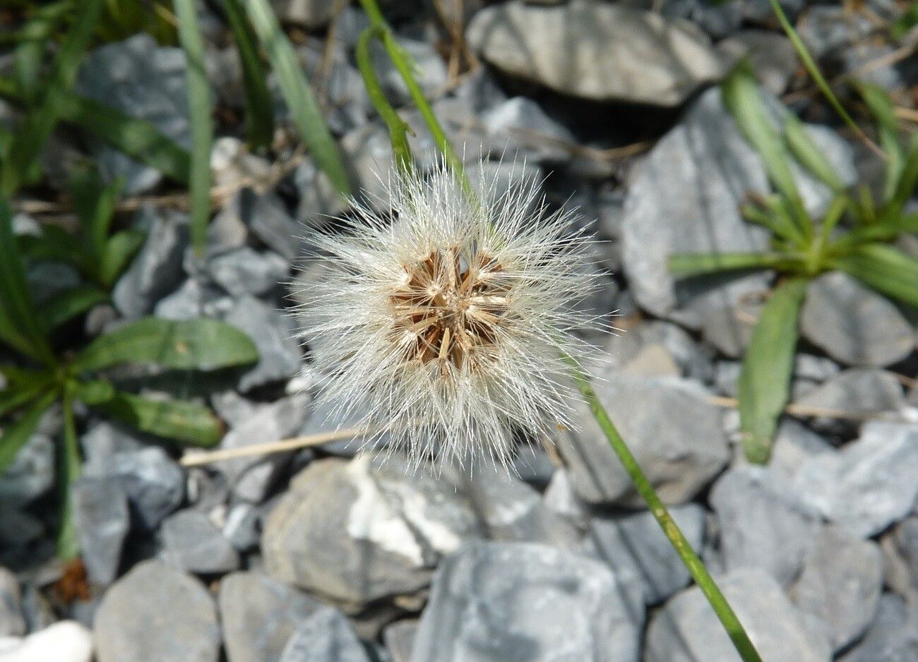 Tolpis staticifolia fruit