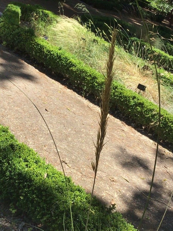 Stipa tenacissima fruit