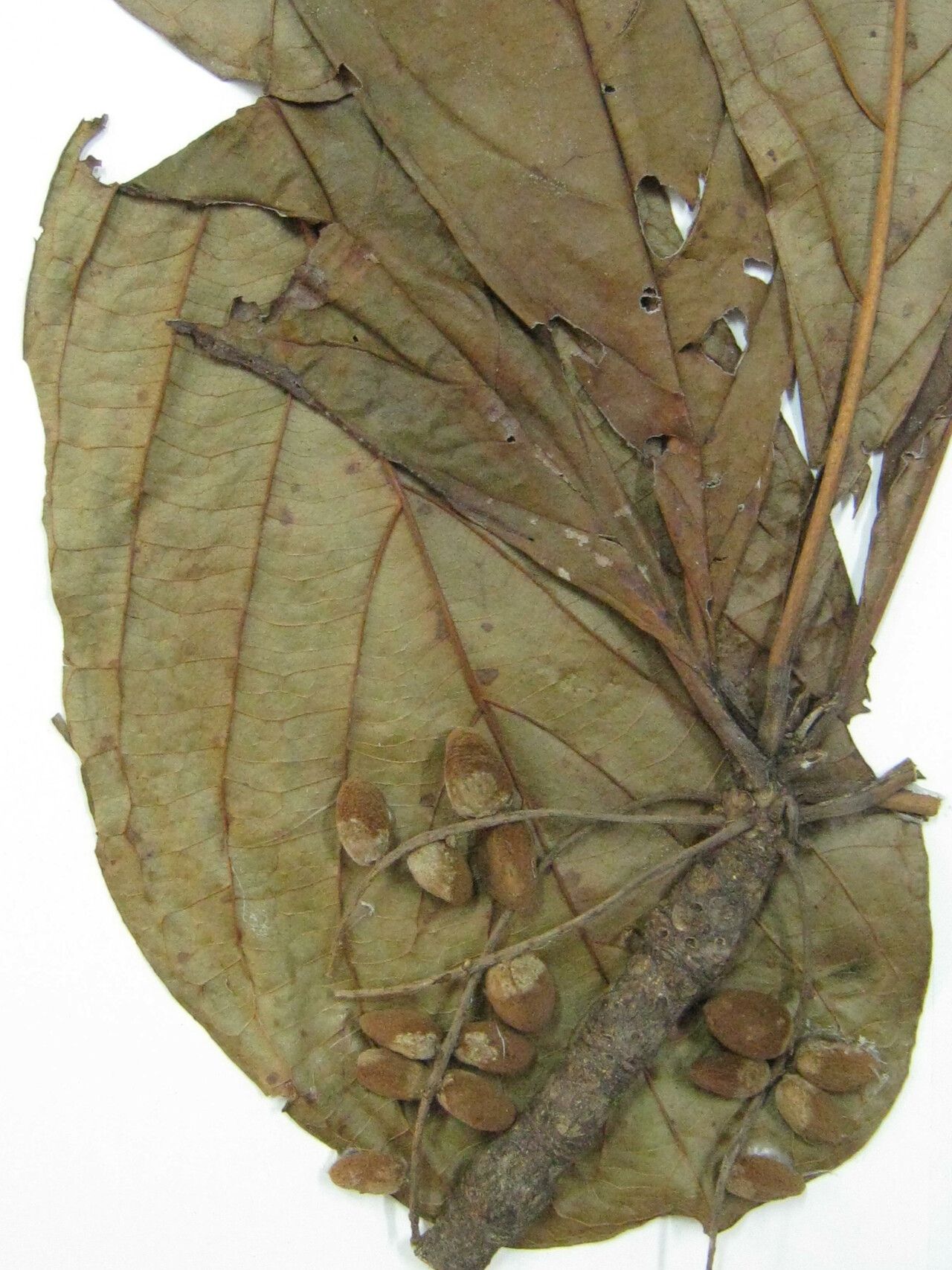 Terminalia macrophylla other