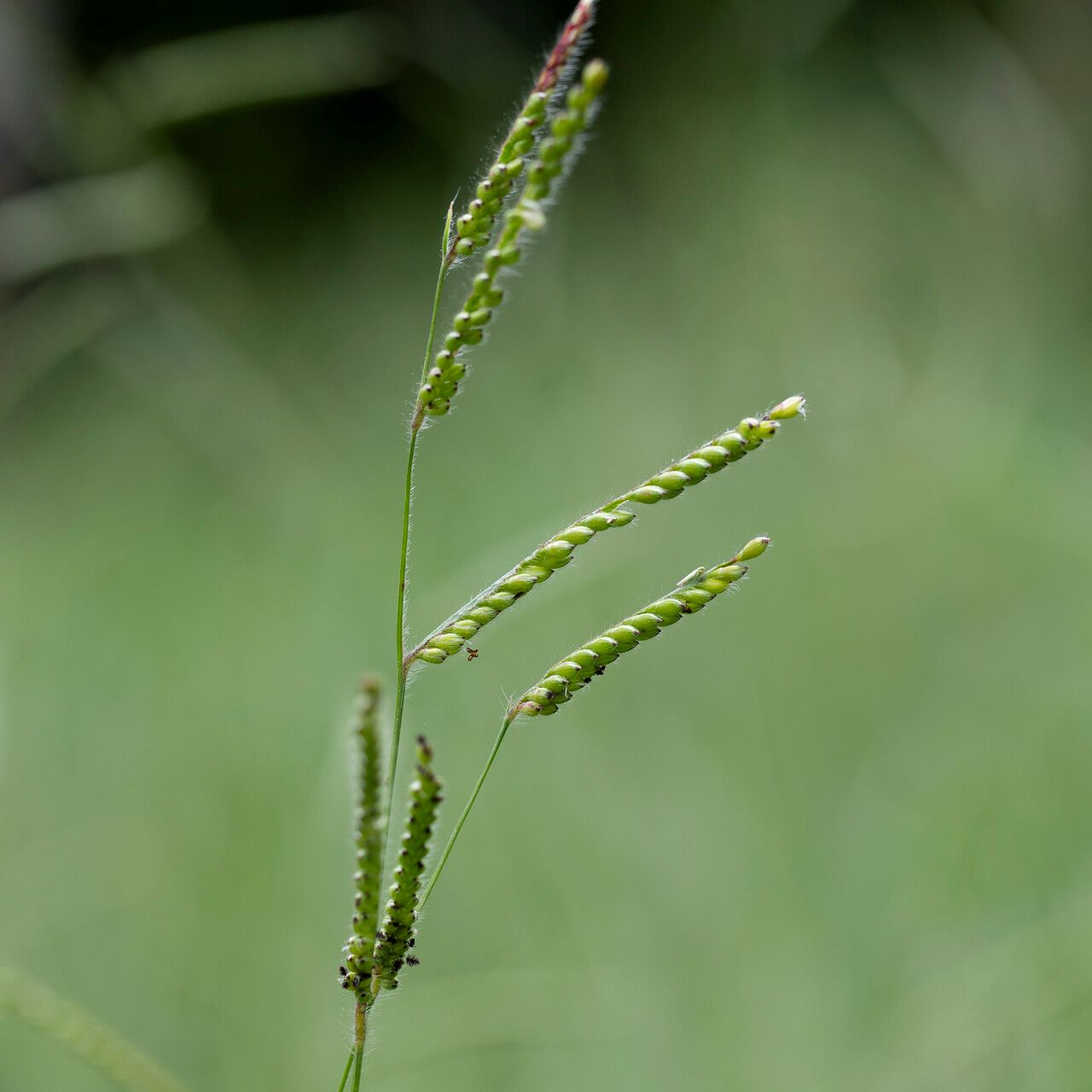 Urochloa eminii fruit