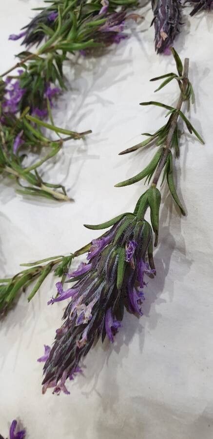 Thymbra spicata leaf