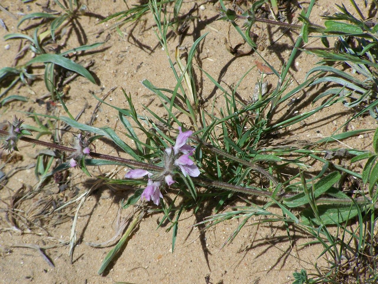 Stachys arenaria habit