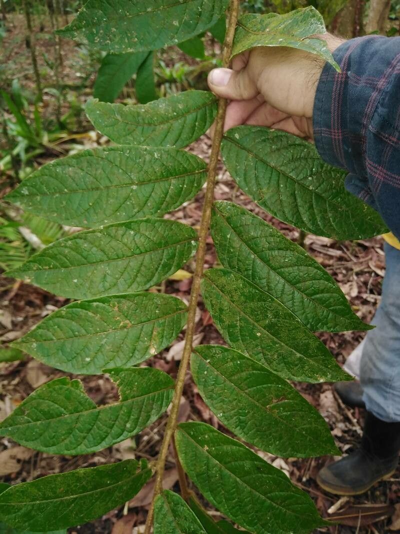 Hirtella guatemalensis leaf