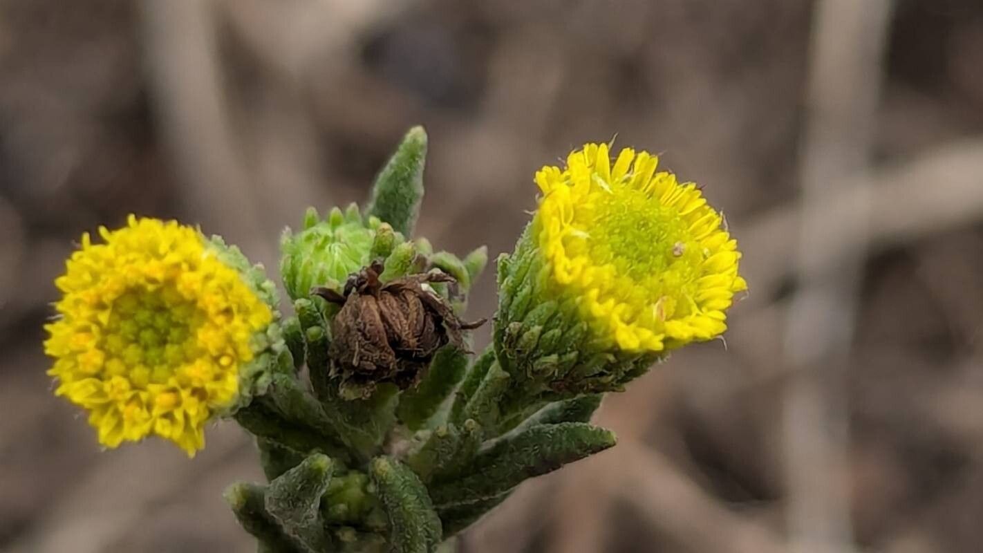 Pulicaria sicula flower