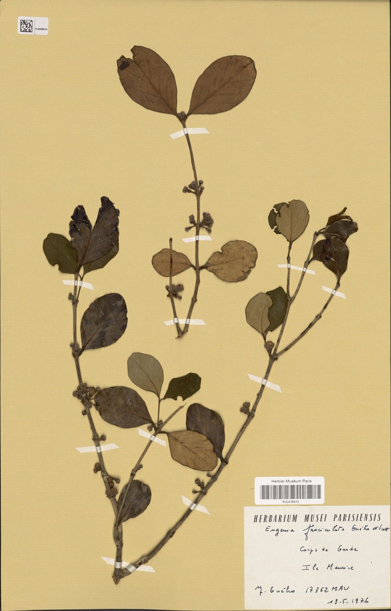 Eugenia neofasciculata — houseplant care guide