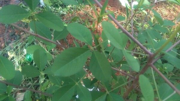Crotalaria trifoliastrum — houseplant care guide