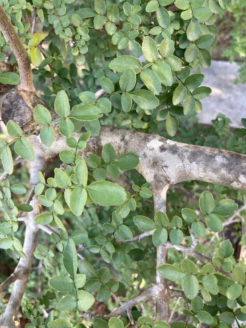 Fraxinus dimorpha leaf