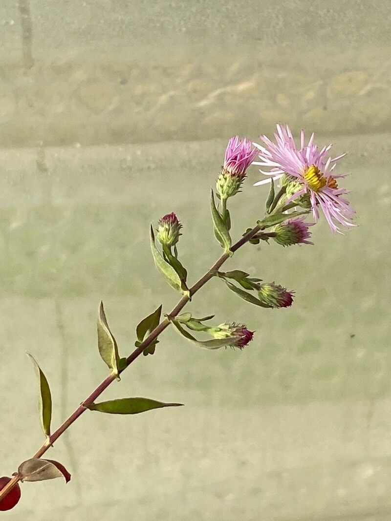 Ampelaster carolinianus flower